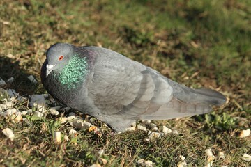 The pigeon in the nature with his orange eyes looking for a food at Brno, Czech republic