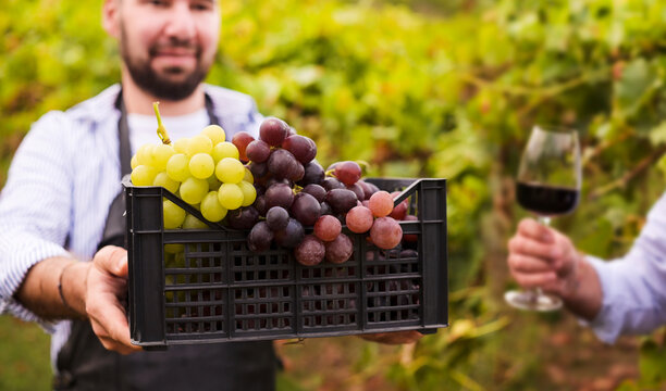 A man with a box of grapes and a glass of red wine in the hills of Italy. Vineyards of Emilia Romagna. Person with grapes and wine in the harvest season. Selective focus. Copy space