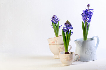 Purple hyacinths in vintage cups and pot.