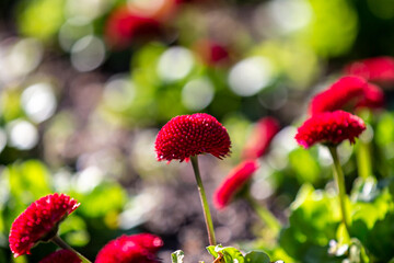 A Close Up of a Red Bellis Flower, with a Shallow Depth of Field