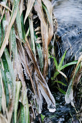Sumpf oder Quellgebiet mit dem Gewässer von einem kleinen Bach zur Winterzeit mit Frost und flüssigem, fließendem Wasser