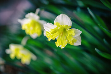 Żółte żonkile, kwiat wiosenny 