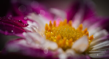 Fototapeta premium Dahlia