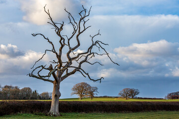 A Rural Sussex Landscape with Bare Trees