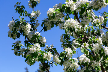 Branches of a blossoming apple tree against the background of a bright blue sky. Spring flowering apple tree. Selective focus.