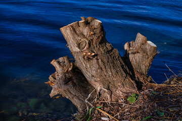 Baumstumpf am Wasser