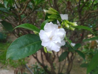 White Pearl Jasmine Flower
