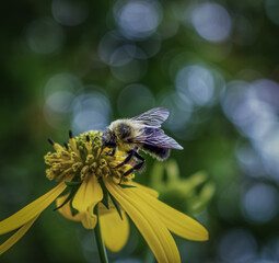 bee on flower