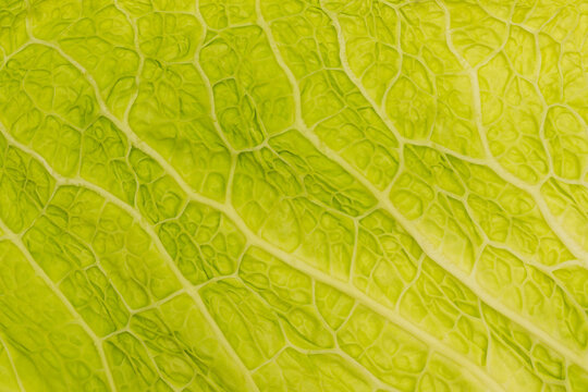 Fresh Italian savoy cabbage leaf. The leaf veins and texture