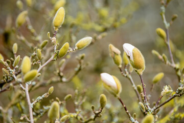 Magnolia tree in spring time as the buds are about to flower