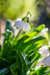 Wiosenne kwiaty, białe przebiśniegi © anettastar