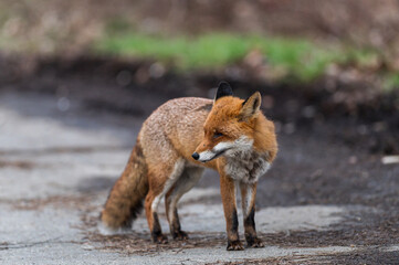 Ein männlicher Fuchs beobachtet seine Umgebung