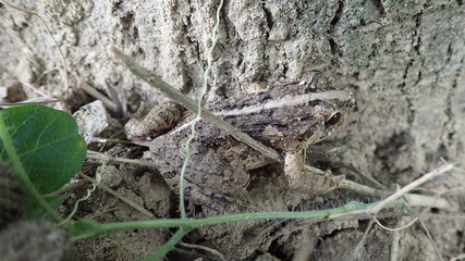 Paddy Frog in protective color