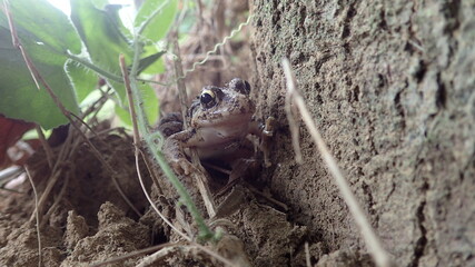 Little Paddy Frog is smiling