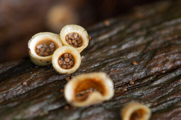Bird's Nest Fungi