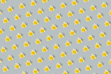 Minimal flower pattern made with yellow narcissuses on bright gray background. Creative spring concept. Nature composition.