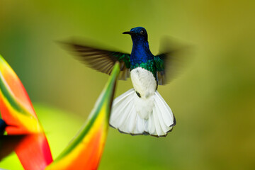 White-necked jacobin - Florisuga mellivora also great jacobin or collared hummingbird, Mexico, south to Peru, Bolivia and south Brazil, Tobago and Trinidad, flying and feedind bird