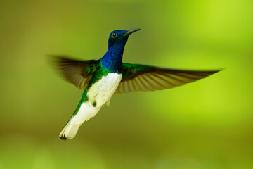 White-necked jacobin - Florisuga mellivora also great jacobin or collared hummingbird, Mexico, south to Peru, Bolivia and south Brazil, Tobago and Trinidad, flying and feedind bird