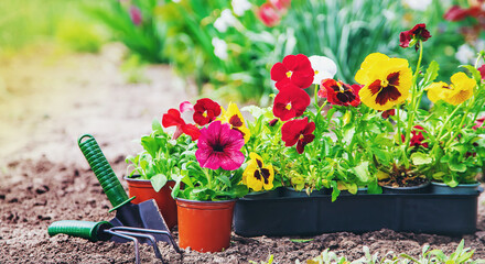 Fototapeta Planting a flower garden, spring summer. Selective focus. obraz