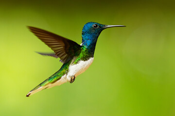 White-necked jacobin - Florisuga mellivora also great jacobin or collared hummingbird, Mexico,...