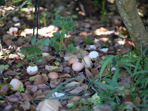 Natural Eggshell Compost Growth