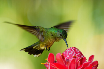 Fototapeta na wymiar Scaly-breasted hummingbird - Phaeochroa cuvierii species of hummingbird in the family Trochilidae, green bird flying and feeding on the pink red blossom bloom flower