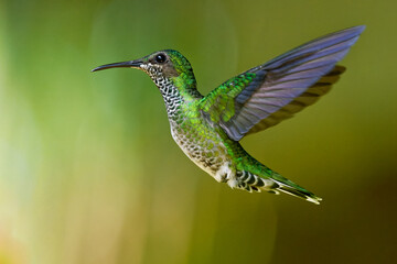 Green-crowned Brilliant - Heliodoxa jacula large, robust hummingbird that is a resident breeder in the highlands from Costa Rica to western Ecuador, flying and feeding on the red bloom, green