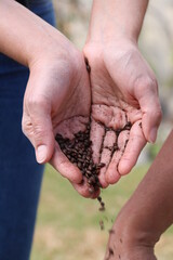 Cebada negra lista para hacer cerveza