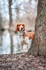 Healthy happy dog in the woods. Purebred welsh springer spaniel pedigreed looking adorable.