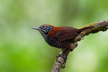 Riverside Wren - Cantorchilus semibadius species of bird in the family Troglodytidae, found in Costa Rica and Panama, habitat is subtropical or tropical moist lowland forests. Singing on green