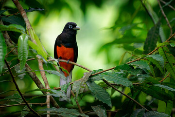 Baird s trogon - Trogon bairdii  species of gray and red bird belonging to the family Trogonidae, tropical grey and red bird from tropical moist lowland forests of Costa Rica and Panama