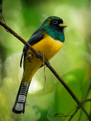 Trogon rufus - Black-throated Trogon, also yellow-bellied trogon, near passerine bird in the trogon family, Trogonidae, breeds in lowlands from Honduras south to western Ecuadornorthern Argentina