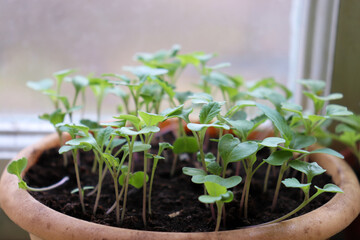Cabbage seedlings in a greenhouse. Microgreens in home garden. Organic planting.