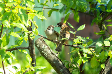 An adult field sparrow (Passer montanus) feeds a chick on a tree. Wild birds