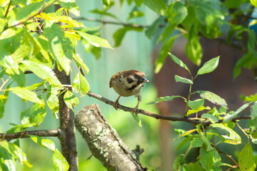 An adult field sparrow (Passer montanus) with a beak stained with food on a tree. Wild birds in summer in europe