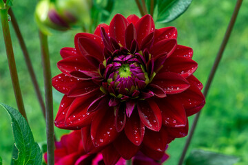 Lush dark red dahlia in the garden after the rain. Water drops on delicate flower petals. Floral natural background