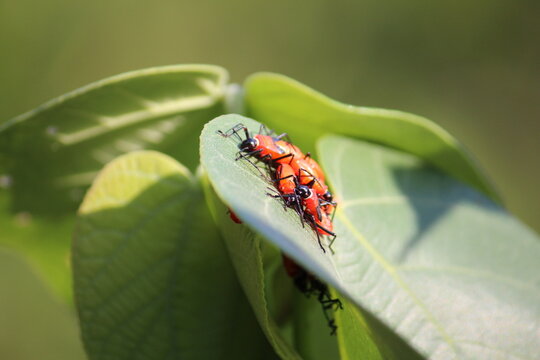 Red Bugs On Green Leaf