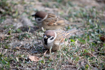 Tree sparrow and his friend