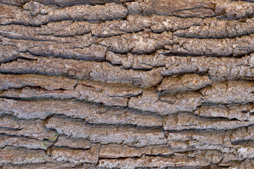 A horizontal shot of tree bark structure as a background. Seamless pattern of the wood
