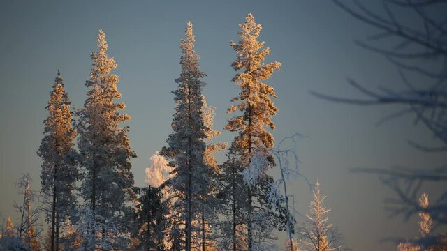 Time lapse of winter sunlight on a group of trees