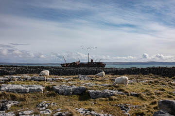 Landscape with old, rusty shipwreck, three sheep eating grass on a sunny autumn day with blue sky,...