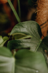 Collection of plants based in small millenials' rental flat: maranta, calathea, monstera, palm, ceropegia, epipremnum, philodendron, scindapsus, stromanthe