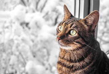 Tabby cat sits and looks out the window with winter view. Bengal cat. Space for text. Warmth and home comfort. The problem of homeless animals. Animal Protection Day. Veterinary medicine. castration