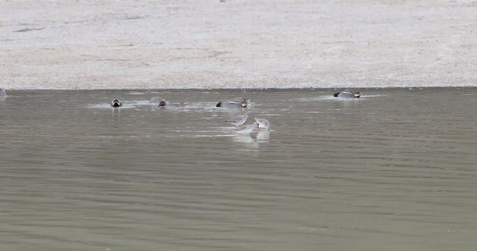chevalier arlequin (Tringa erythropus) en compagnie de sarcelle d'hiver (anas crecca)