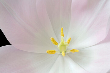 close up of pestle and stamens inside violet tulip
