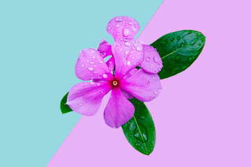  Pink Savam Nari ion pink and light mint blue background