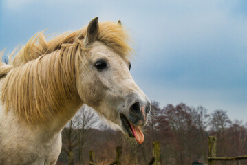 Obraz na płótnie Canvas Pferd mit herausgestreckter Zunge