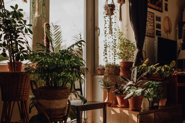 Collection of plants based in small millenials' rental flat: maranta, calathea, monstera, palm, ceropegia, epipremnum, philodendron, scindapsus, stromanthe