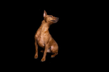 Brown miniature pinscher on a black background. The dwarf miniature pinscher looks attentively at its master. Cute dog with a very good pedigree.