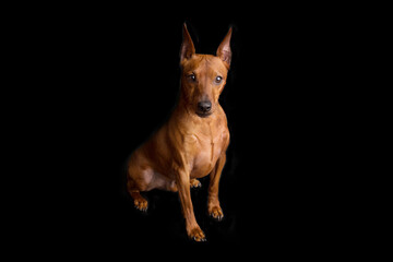 Brown miniature pinscher on a black background. The dwarf miniature pinscher looks attentively at its master. Cute dog with a very good pedigree.